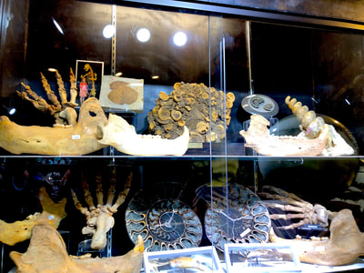 Cave Bear Claw/ Paw Pirate Gold Coins Treasures of the Jurassic 5