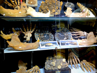 Cave Bear Paw Pirate Gold Coins Treasures of the Jurassic 7