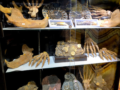 Cave Bear Paw Pirate Gold Coins Treasures of the Jurassic 4