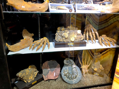 Cave Bear Paw Pirate Gold Coins Treasures of the Jurassic 8