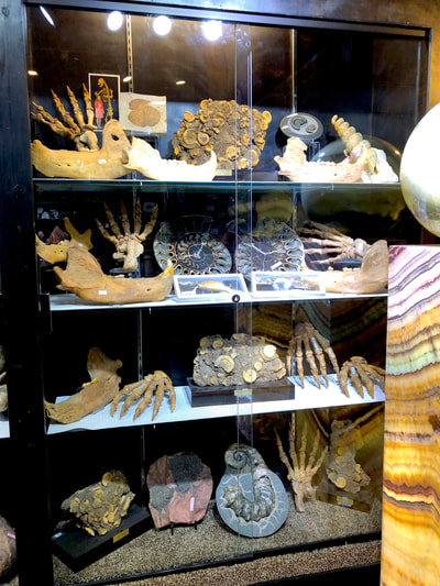 Cave Bear Claw/ Paw Pirate Gold Coins Treasures of the Jurassic 9