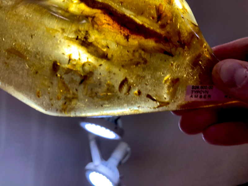 Fossilized Amber | Dinosaur Bones 8