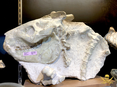 Pirate Gold Coins: Treasures of the Jurassic - Oreodont Skull in Matrix 3