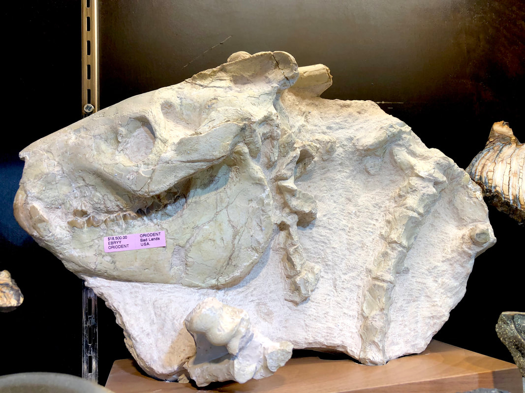 Pirate Gold Coins: Treasures of the Jurassic - Oreodont Skull in Matrix