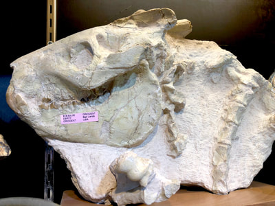 Pirate Gold Coins: Treasures of the Jurassic - Oreodont Skull in Matrix 4