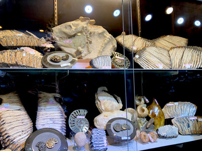 Pirate Gold Coins: Treasures of the Jurassic - Oreodont Skull in Matrix 6