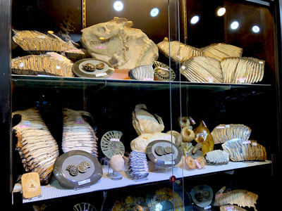 Pirate Gold Coins: Treasures of the Jurassic - Oreodont Skull in Matrix 7