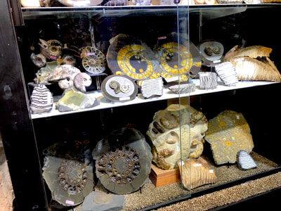 Pirate Gold Coins: Treasures of the Jurassic - Oreodont Skull in Matrix 8