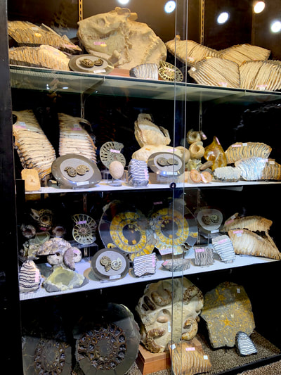 Pirate Gold Coins: Treasures of the Jurassic - Oreodont Skull in Matrix 9