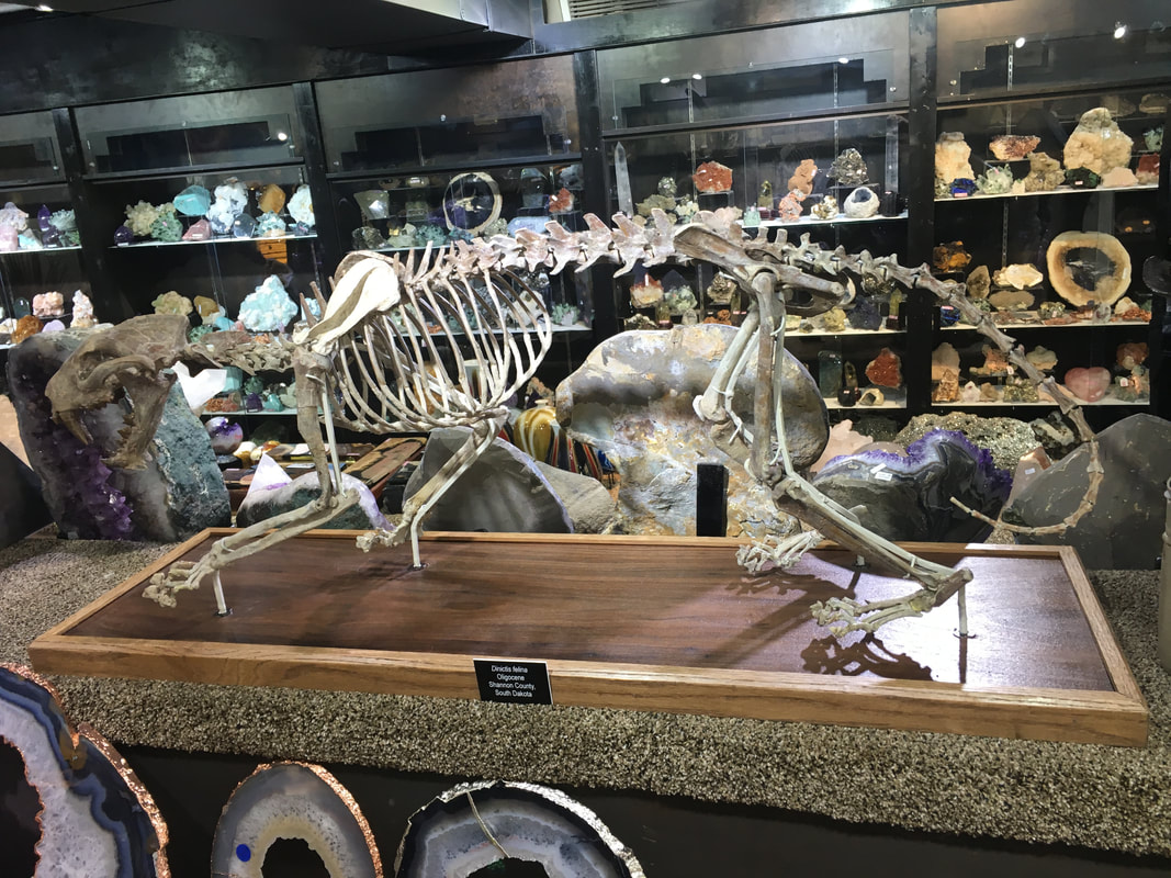 Pirate Gold Coins: Treasures of the Jurassic - False Saber Tooth