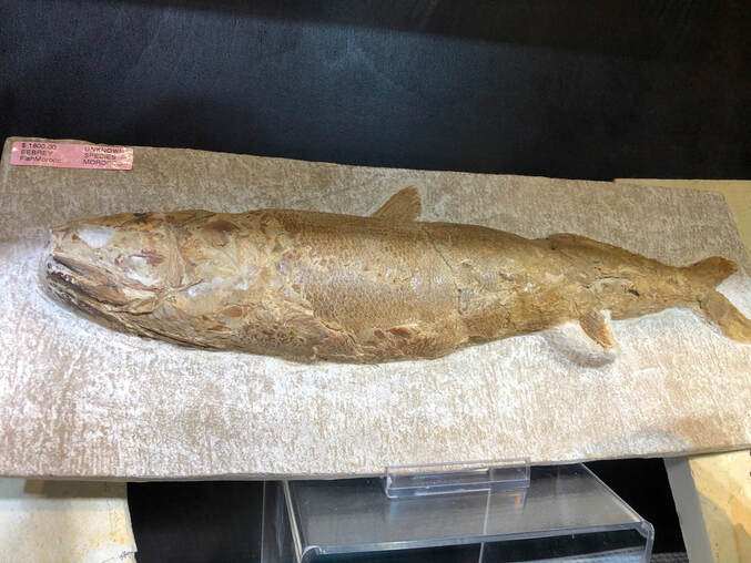 Fish Fossils | Dinosaur Bones 9