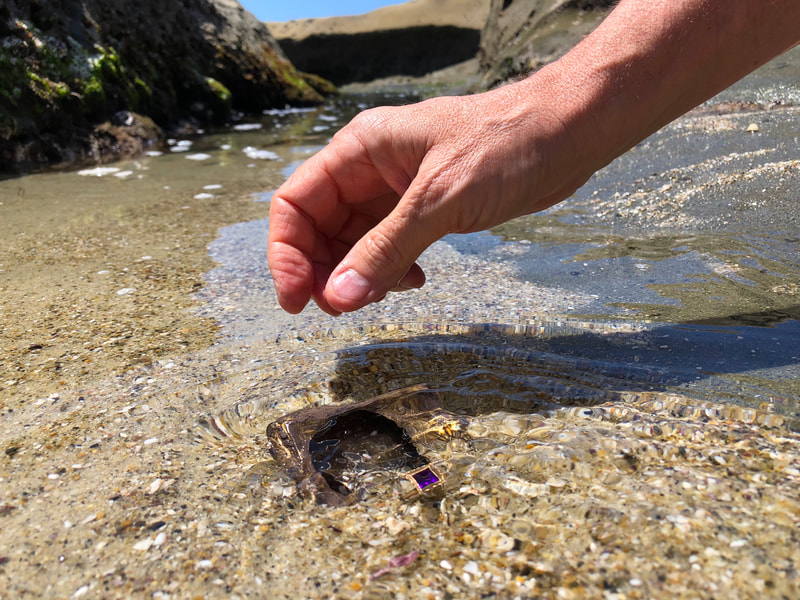 Pirate Gold Coins Treasures of the Earth - Amethyst Ring 10