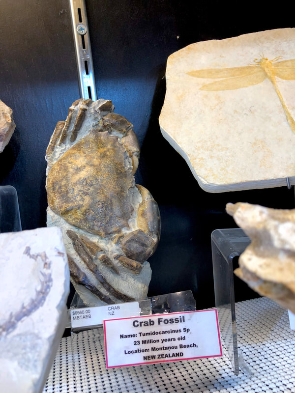 Crab Fossil | Dinosaur Bones 2