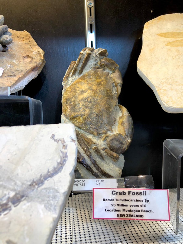 Crab Fossil | Dinosaur Bones 3