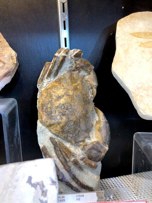 Crab Fossil | Dinosaur Bones 4