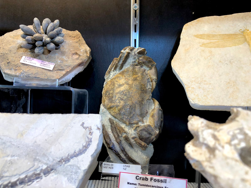 Crab Fossil | Dinosaur Bones 5