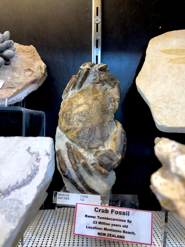 Crab Fossil | Dinosaur Bones 6