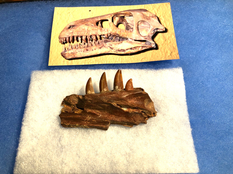 Raptor Jaw | Dinosaur Bones 7