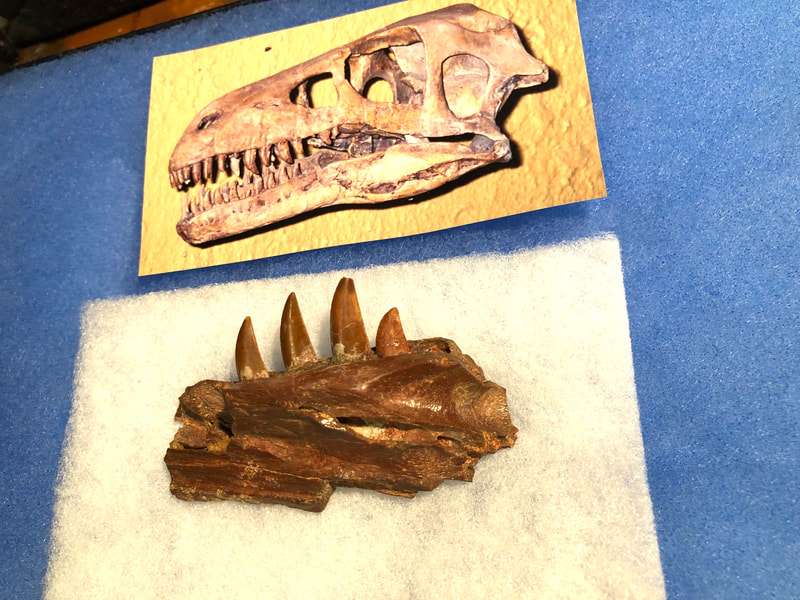 Raptor Jaw | Dinosaur Bones 18