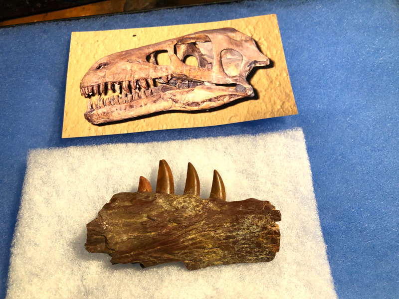 Raptor Jaw | Dinosaur Bones 15