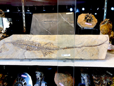 Mesosaurus Aquatic Lizard Pirate Gold Coins Treasures of the Jurassic 2