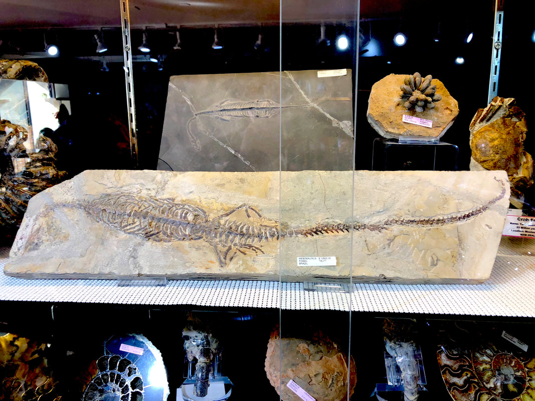 Mesosaurus Aquatic Lizard Pirate Gold Coins Treasures of the Jurassic