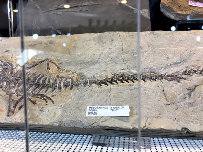 Mesosaurus Aquatic Lizard Pirate Gold Coins Treasures of the Jurassic 6