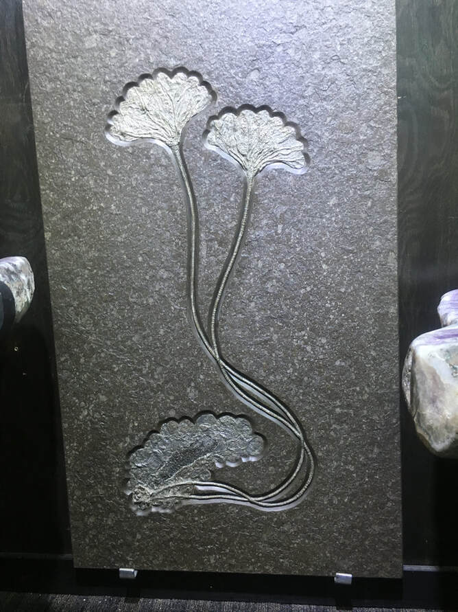 Crinoid Fossils | Dinosaur Bones 2