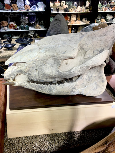 Oreodont Skull Large | Dinosaur Bones 2