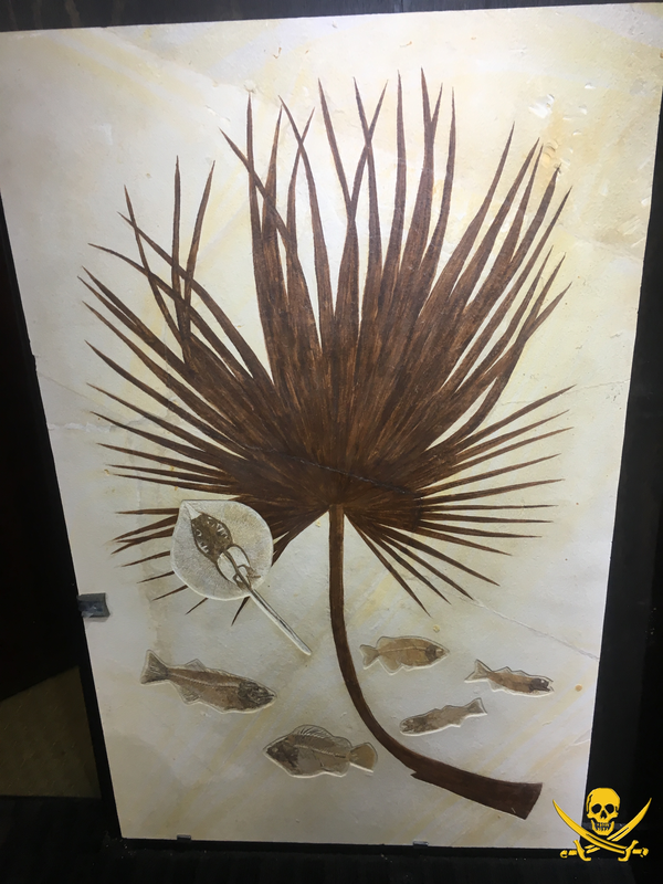 Stingray | Dinosaur Bones