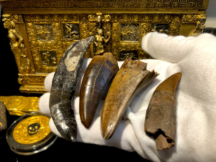 Crab Fossils | Dinosaur Bones