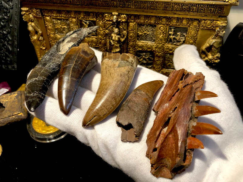 Raptor Jaw | Dinosaur Bones 2