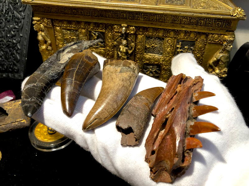 Raptor Jaw | Dinosaur Bones 10