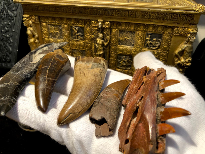 Raptor Jaw | Dinosaur Bones 13