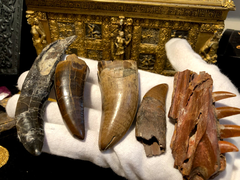 Raptor Jaw | Dinosaur Bones 6