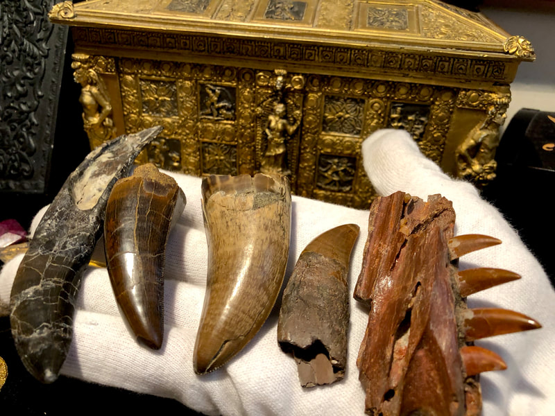 Raptor Jaw | Dinosaur Bones 16