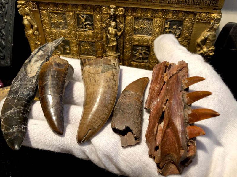 Raptor Jaw | Dinosaur Bones 17