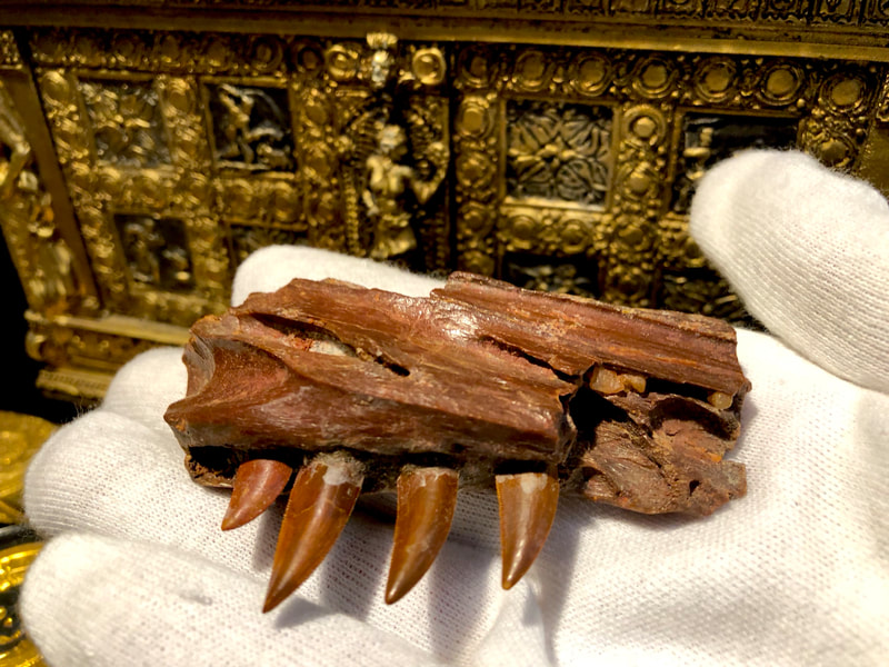 Raptor Jaw | Dinosaur Bones 5