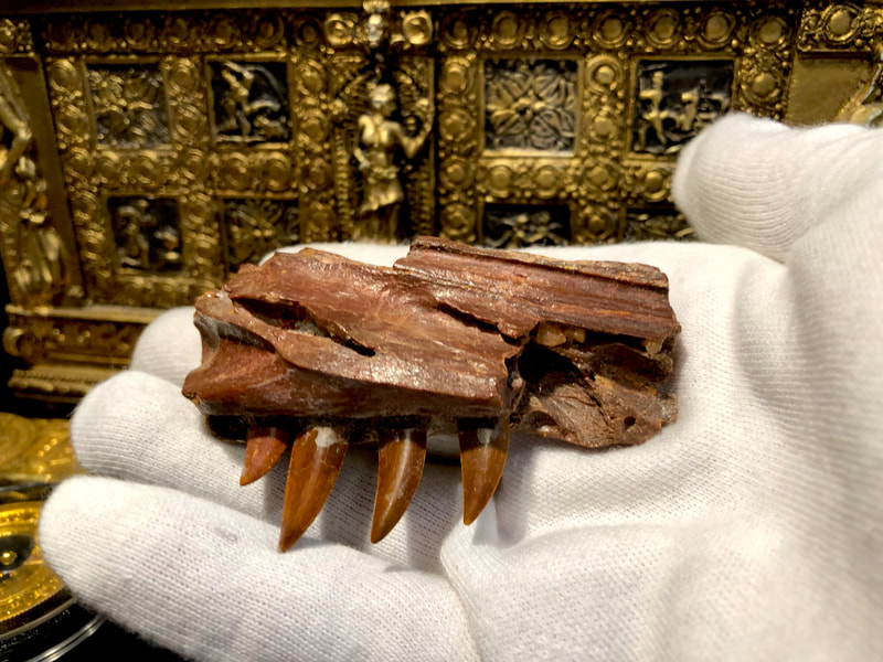 Raptor Jaw | Dinosaur Bones 9