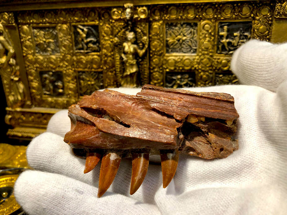 Raptor Jaw | Dinosaur Bones