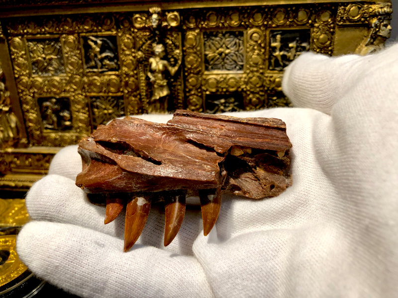 Raptor Jaw | Dinosaur Bones 12