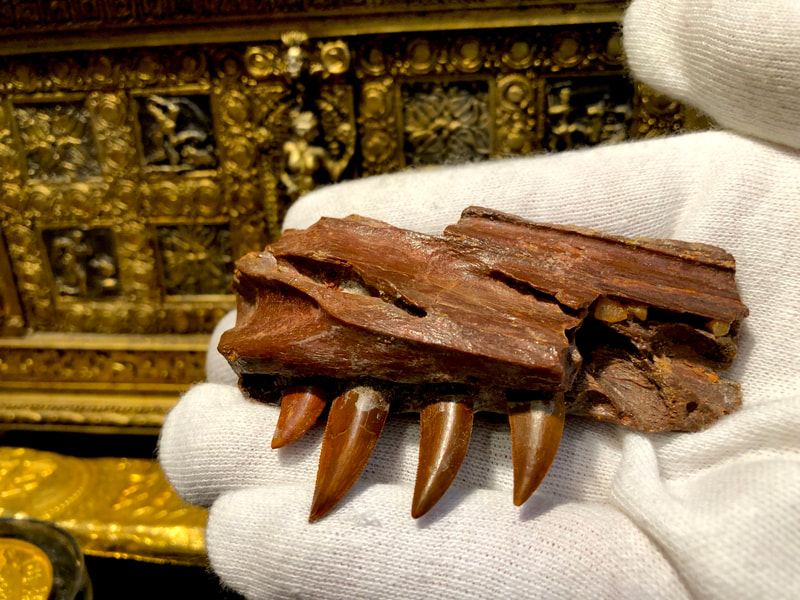 Raptor Jaw | Dinosaur Bones 11