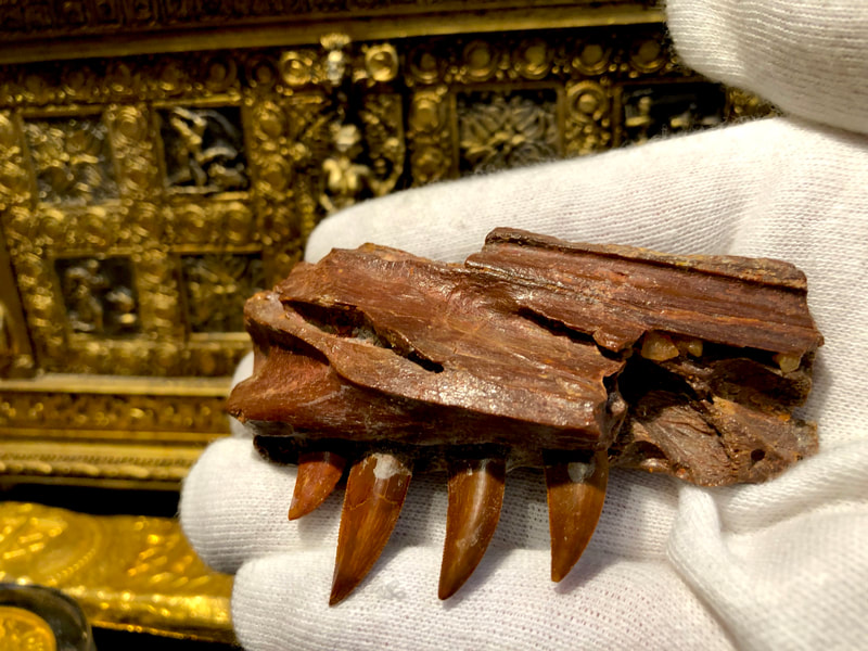 Raptor Jaw | Dinosaur Bones 19