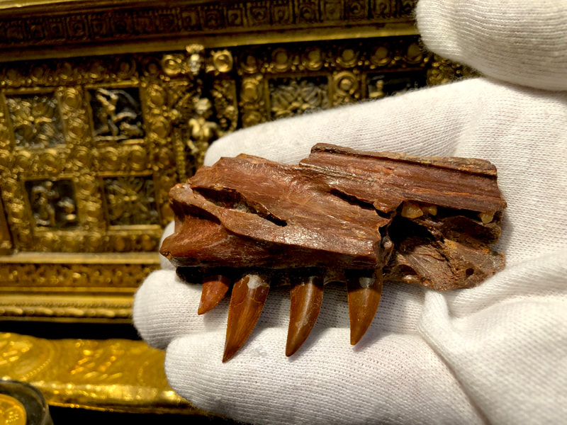 Raptor Jaw | Dinosaur Bones 20