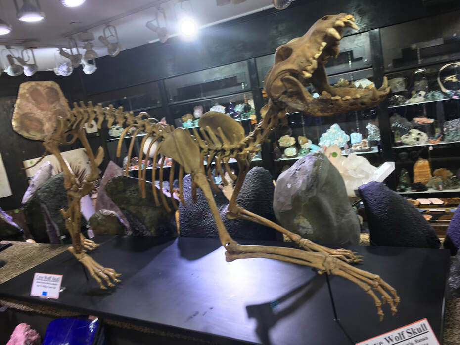 Pirate Gold Coins: Treasures of the Jurassic - Cave Wolf Skeleton