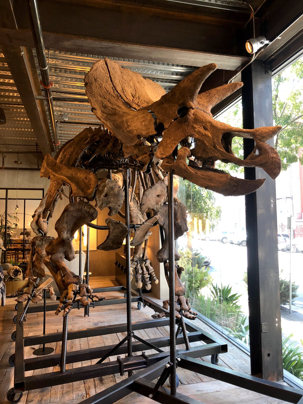 Triceratops Skeleton | Dinosaur Bones 5