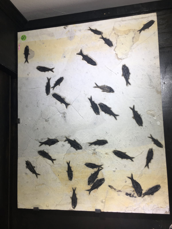 Fish Fossils | Dinosaur Bones