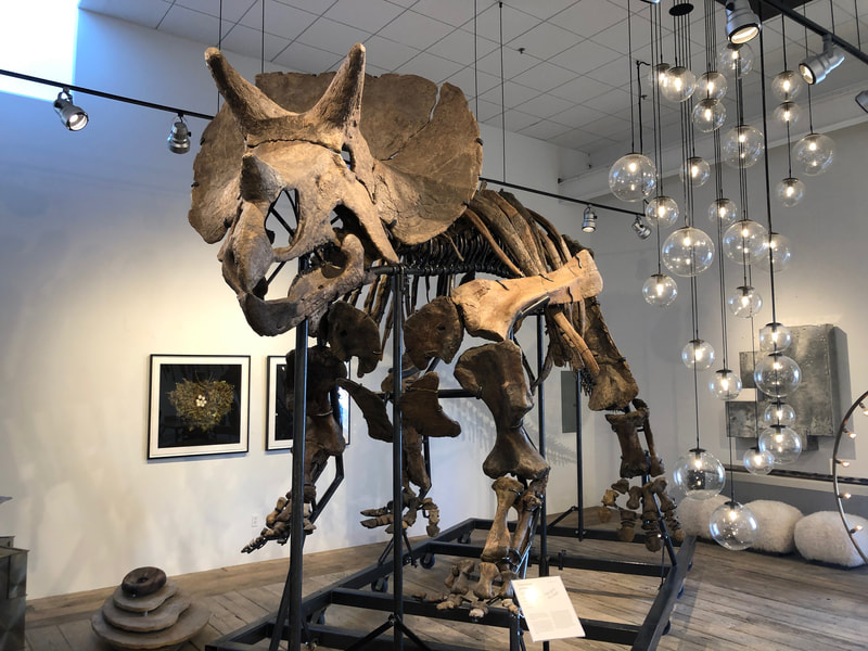 Triceratops Skeleton | Dinosaur Bones 15
