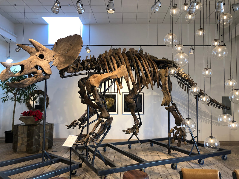 Triceratops Skeleton | Dinosaur Bones 16