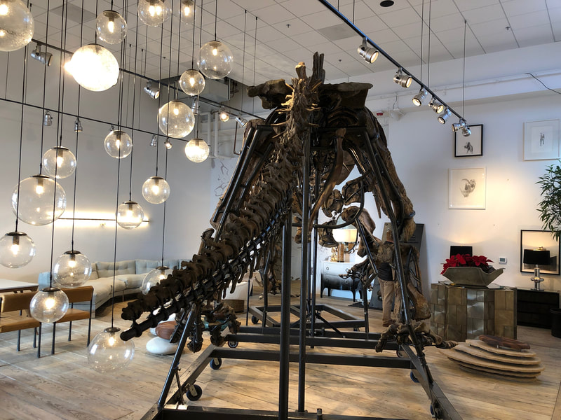 Triceratops Skeleton | Dinosaur Bones 19